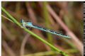 Coenagrion caerulescens